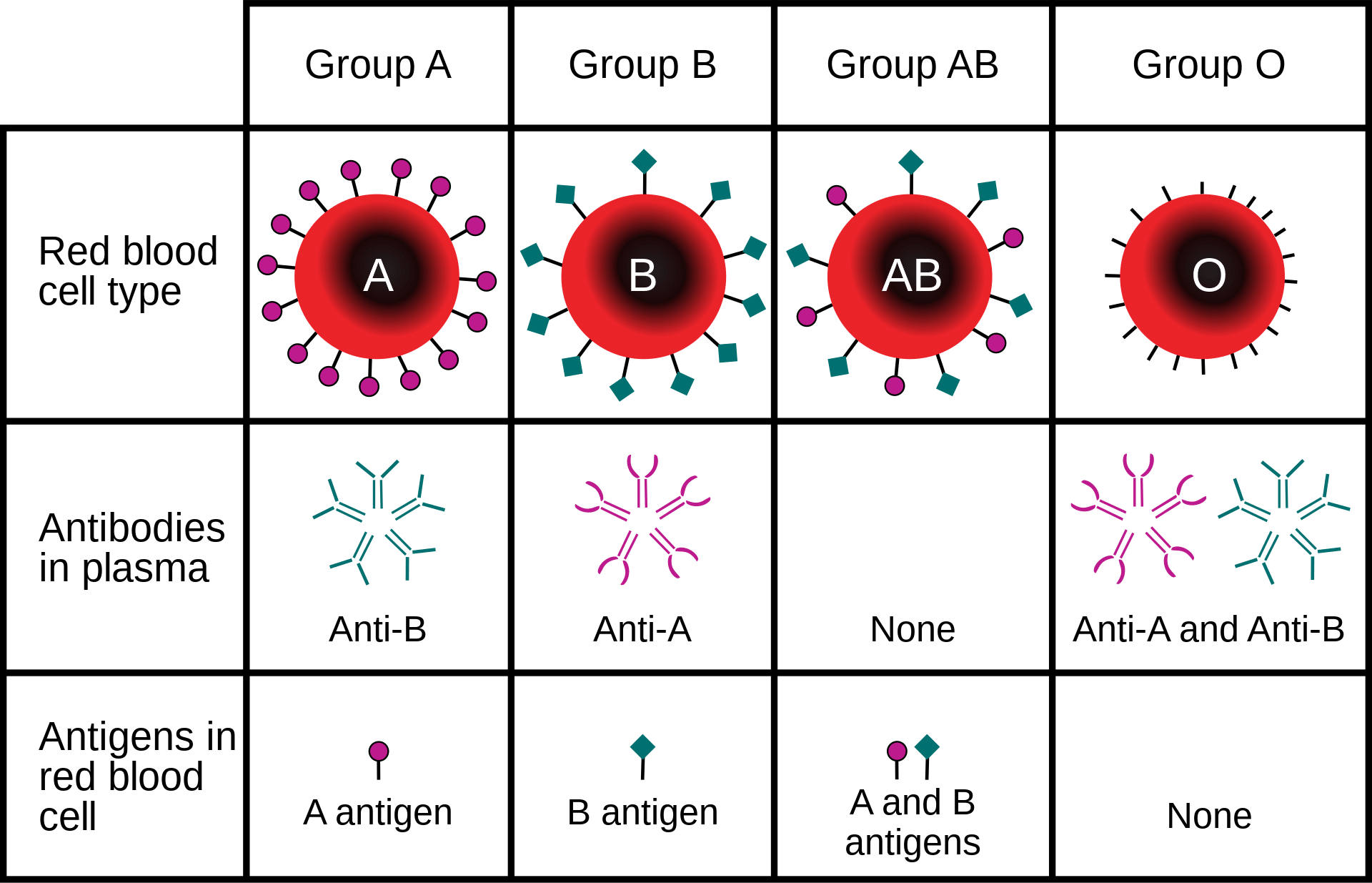 ABO Blood Type